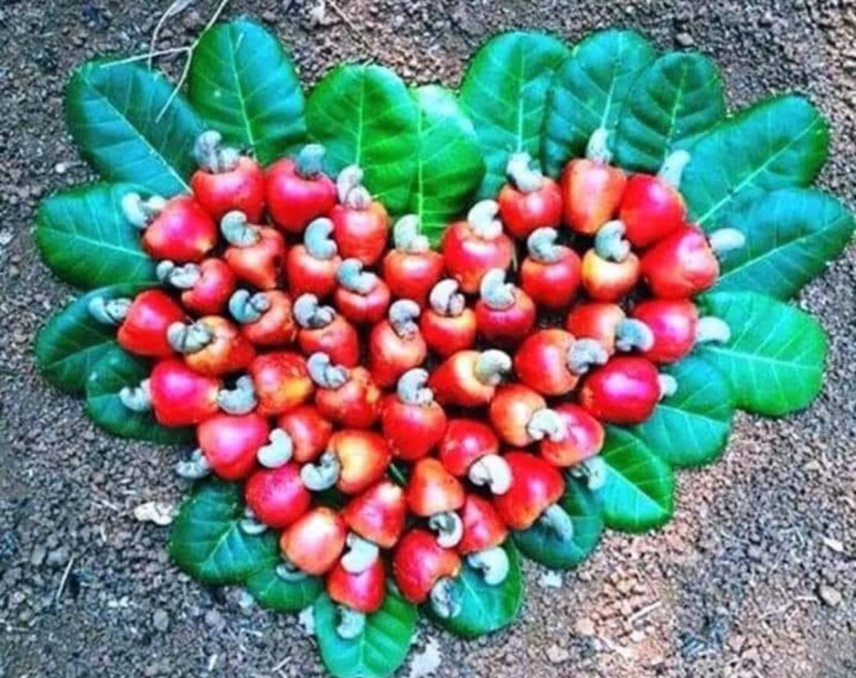 Tác dụng của hạt điều tốt cho sức khỏe như thế nào?